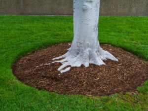 Tree-Multi-Trunk-Mulch-Lawn