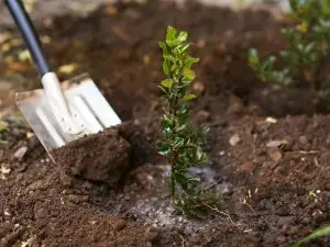 Tree planting in Brookfield, WI.