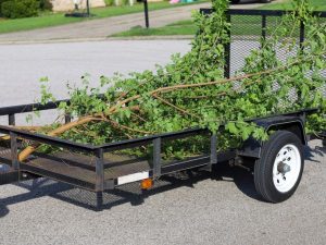 Tree-Removal-Cart-Street