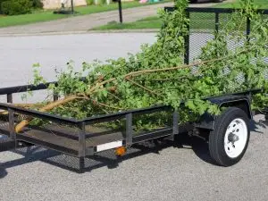 tree-removal-cart-street