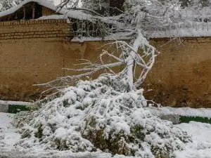 Tree damaged by snow storm, Brookfield, WI.