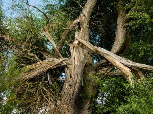 Tree-Tall-Damaged-Split