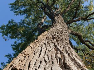 Tree-Tall-Old-Weathered-Blue-Sky