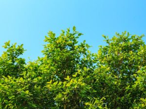 Tree-Top-Blue-Sky-Sunny-No-Clouds