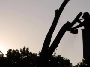 Tree Tops Saw Sky Cherry Picker Silhouette