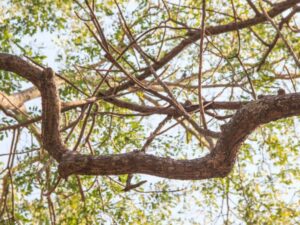 Tree-Weak-Branch-Attachments-Blue-Sky