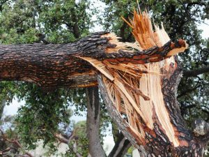 Tree-Wind-Damage-Split