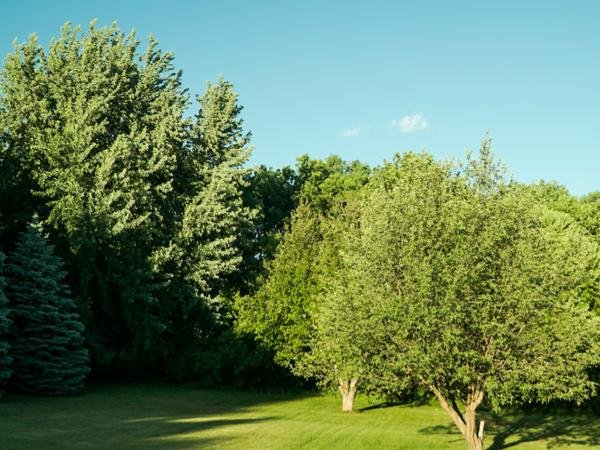 trees-yard-crowded-green-blue-sky