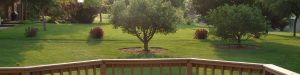 Trees In A Yard With A Deck, Brookfield, Wi.