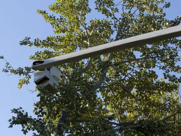 Man in bucket truck performing tree trimming, Germantown, WI.