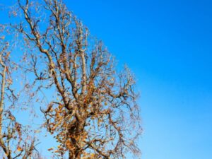 Antls-Tree-Trimming-Dead-Overgrown-Tree-600X450