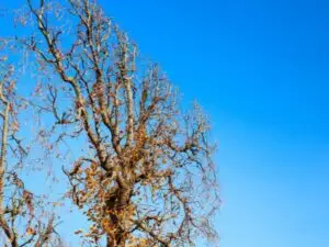 ANTLS-tree-trimming-dead-overgrown-tree-600x450