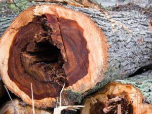 Tree Diseases - Image Of Dutch Disease Elm.