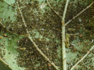 Anlts-Tree-Diseases-Emerald-Ash-Borer-600X450-Compressed