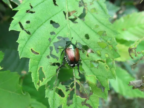 Tree diseases - insect infestation.