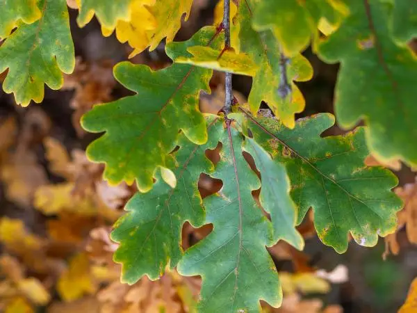 Diseased leaves that require tree health care, Ozaukee, WI.