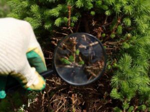 Anlts Tree Diseases Pine Tree Gloves Magnifying Glass 600X450 Compressed