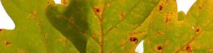 Anlts-Tree-Diseases-Ree-Diseases-Header-1200X300-Compressed