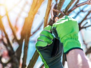 Anlts-Tree-Diseases-Tree-Branches-Gloves-Trimming-600X450-Compressed