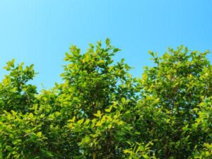 Anlts-Tree-Diseases-Tree-Top-Blue-Sky-Sunny-No-Clouds-600X450-Compressed