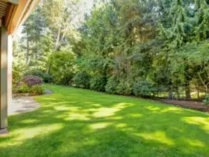 ANLTS-tree-diseases-trees-backyard-sunny-600x450-compressed