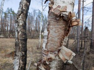 Antls-Insect-Infestation-Birch-Borer-600X450-Compressed