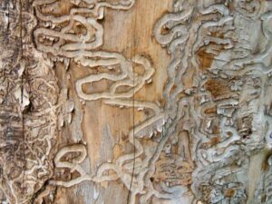 Antls-Insect-Infestation-Emerald-Ash-Borer-600X450-Compressed