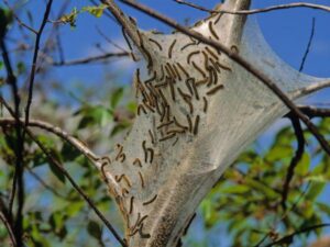 Antls-Insect-Infestation-Tent-Caterpillar-600X450-Compressed