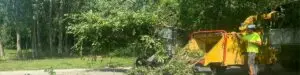 ANTLS-tree-removal-home-page-header-1200 × 300 px