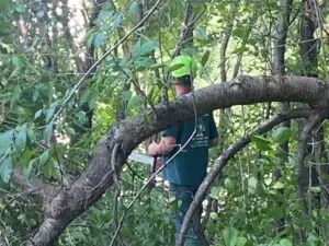 ANTLS-tree-trimming-damaged-area-600x450