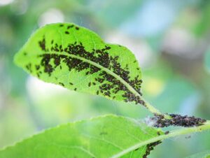 Aphids Tree Damage Insect Infestation