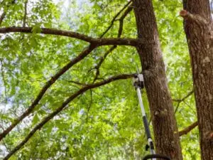 ANTLS-tree-trimming-ecosystem-shadecanopy-600x450