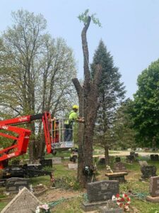 Commercial Tree Removal Cemetery 13