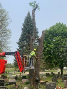 Commercial Tree Removal Cemetery 2