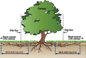 How To Water A Tree