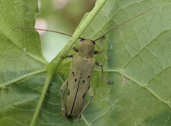 Linden Borer Insect Infestations Wisconsin