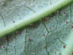 Mites Tree Damage Insect Infestation