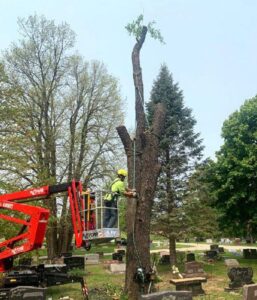 Tree Removal Cemetery Commercial Tall