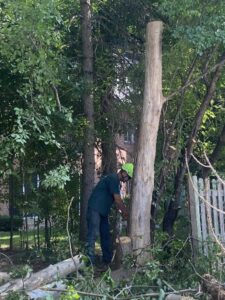 Tree Removal Service Crew Commercial Elm Grove Tall 1