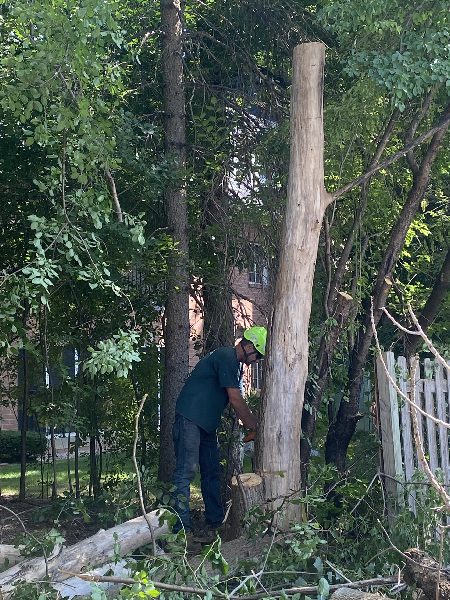 Tree Removal Service Crew Commercial Elm Grove Tall 1