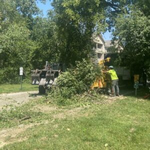 Tree Removal Service Skid Loader Commercial Brookfield 2