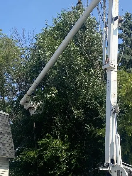 Tree trimming, Elm Grove, WI.