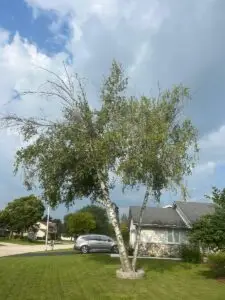 A birch tree before spring tree care services, New Berlin, WI.