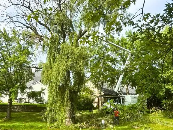 ANLTS-cherry-picker-willow-tree-600x450-edited