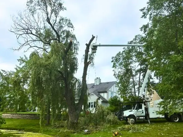 Professional tree services in Waukesha, WI.