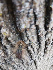 Anlts-Gypsy-Moth-Caterpillar-Compressed