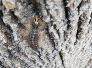 Anlts-Gypsy-Moth-Caterpillar-Compressed-Cropped