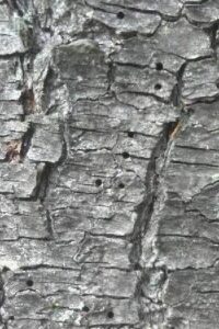 Anlts Ips Beetle White Pine Bark Cu