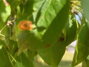 Cedar Apple Rust, Germantown, Wi.