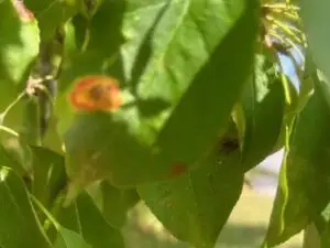 Cedar apple rust, Germantown, WI.